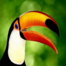 Le Toucan toco