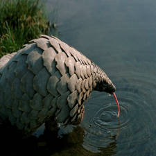 Photo géographique Pangolin