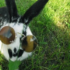 Lapin cool