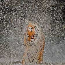 Photo géographique tigre