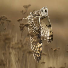 Photo géographique hibou