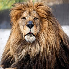 Le Roi Lion