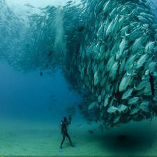 Photo géographique poissons sous-marin