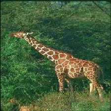 La girafe