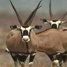 Le Oryx