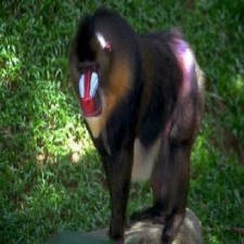 Singe Mandrill