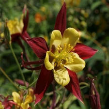 carte Fleur ancolie jaune et rouge