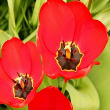 jolie carte Fleur Tulipe rouge virtuelle