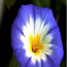 Superbe Convolvulus tricolore