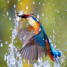 Photo géographique oiseaux
