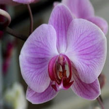 carte Jolie Fleur Phalaenopsis virtuelle