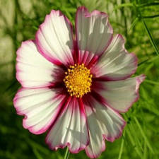 Douce fleur Cosmos bipinnatus