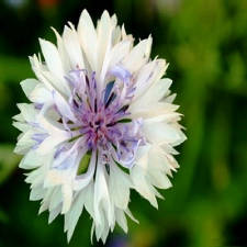 carte Éclatante fleur Centaurée blanche