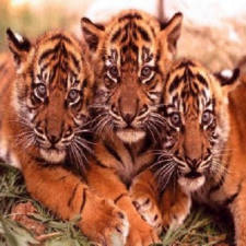 Les tigreaux