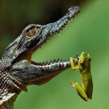 Photo géographique crocodile