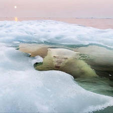 Photo géographique ours polaire