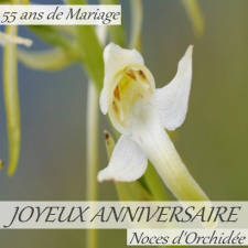 55 ans noces d'orchidée
