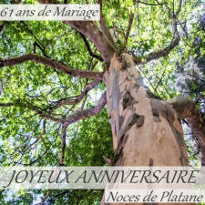 61 ans noces de platane