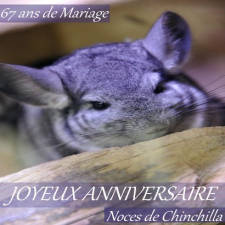 67 ans noces de chinchilla