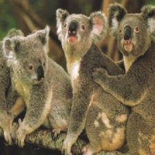 Bande de Koalas