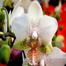 carte Fleurs Orchidées virtuelle