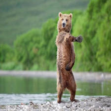 L'ours rappeur